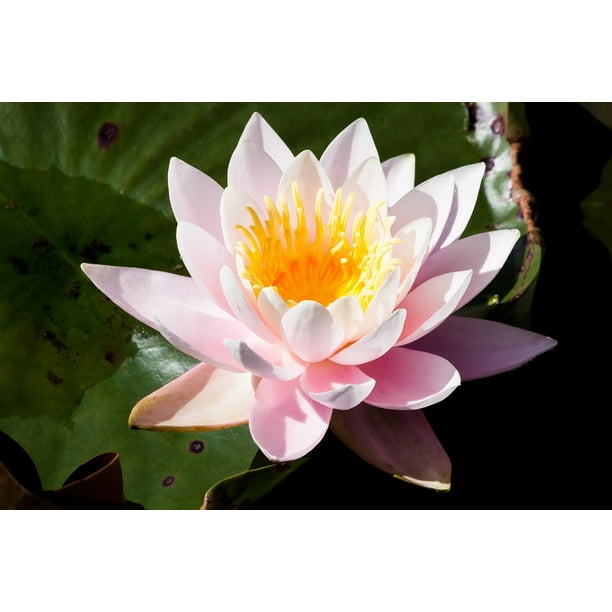 Water Lily Aquatic Plant Canvas Poster Print Picture Room Home Wall Art Decor Water Lily Aquatic Plant Canvas Poster Print Picture Room Home Wall Art Decor